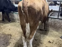 Kuh, Simmental cattle — Foto 1