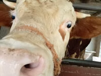 Toro, Simmental cattle — foto 1