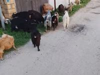 كبش, Daglıс sheep — الصورة 2