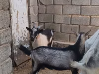 Ziegenbock, LaMancha goats — Foto 2