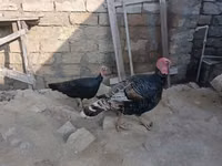 أبيض عريض الصدر — الصورة 1