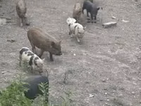 Eber, Schweine — Foto 3