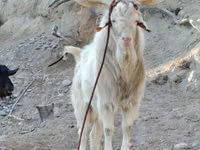 Ziege, Irish goat — Foto 3
