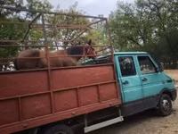 فرس, الخيول — الصورة 2