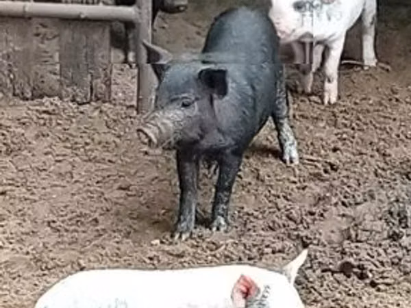 Хряк, Мангалица