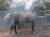 Yegua, Orlov Trotter — foto 3