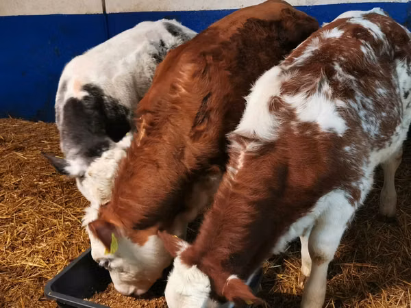 ثور, Simmental cattle