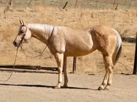 Mare, Quarter Horse — photo 2
