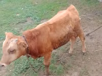 सांड, Simmental cattle — फ़ोटो 4