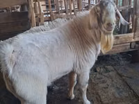 Ziegenbock, Beetal goats — Foto 2