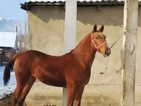 Horse (M), Karabair horse — photo 1