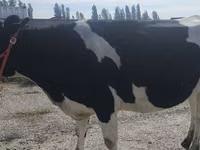 بقرة, Russian Black pied cattle — الصورة 6