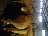गाय, Aubrac cattle — फ़ोटो 1