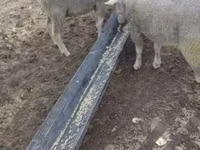 Widder, Ile-de-France sheep — Foto 1