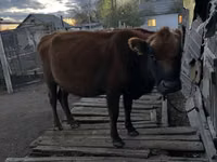 Cow, Kian cow — photo 1