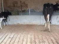Cow, Latvian Blue cattle — photo 4