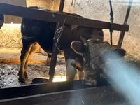 Toro, Simmental cattle — foto 2
