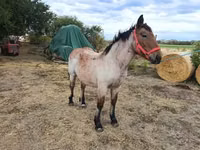 Mare, Horses — photo 3