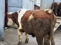 Корова, Симментальская порода — фото 1
