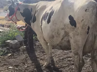 Kuh, Russian Black pied cattle — Foto 8