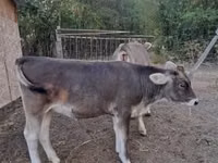 सांड, बाज़ादेज — फ़ोटो 3