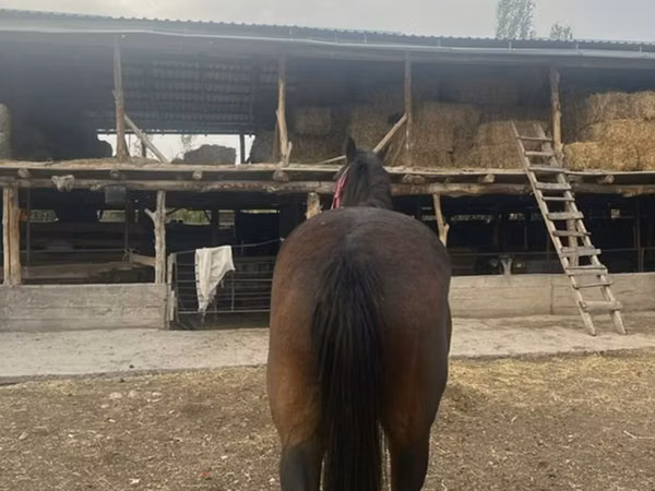 Mare, Percheron