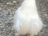 Seidenhuhn — Foto 2