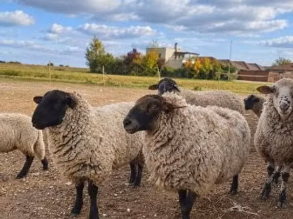 Carnero, Suffolk sheep