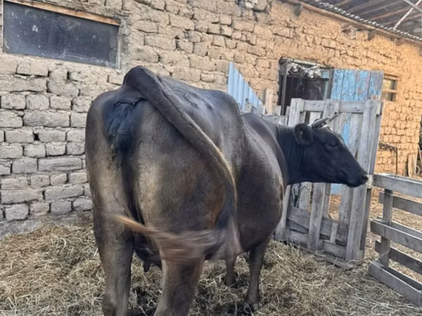 गाय, Swiss cattle