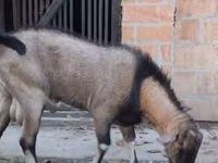 Cabro, Nubian Goat — foto 2