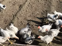 Chickens — फ़ोटो 4