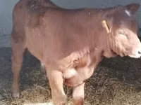 Bull, Limousin cow — photo 5