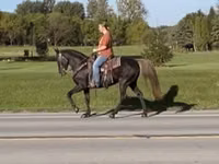घोड़ी, Rocky Mountain Horse — फ़ोटो 2
