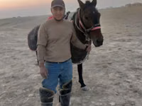 Horse (M), Karabakh horse — photo 2