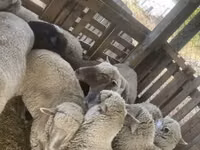 Schaf, Blackheaded Persian sheep — Foto 4