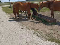 فرس, Horse breed — الصورة 4