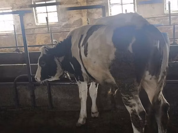 Bulle, Simmental cattle