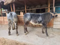 ثور, Swiss cattle — الصورة 3