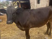 Vaca, Ganado vacuno — foto 2