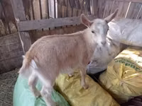 Ziege, Italian Alpine goat — Foto 1