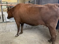 Kuh, Holstein-Rasse — Foto 1