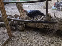 Chickens — photo 1