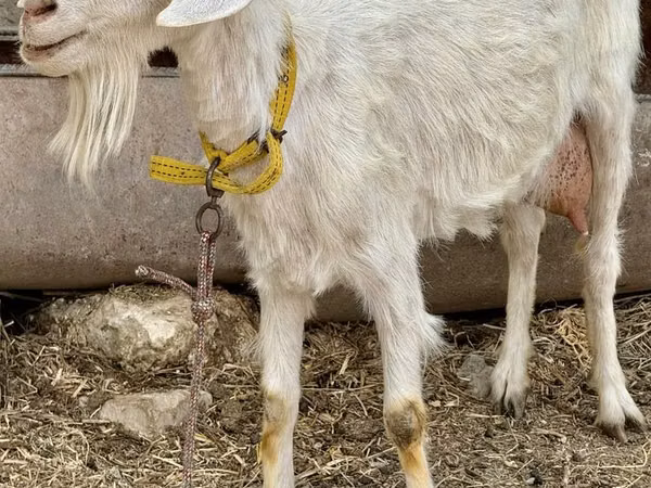 Ziege, Saanen goat
