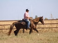 فرس, Rocky Mountain Horse — الصورة 8