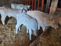 Bull, Cattle — photo 1