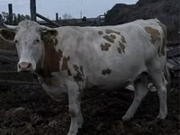 गाय, Simmental cattle — फ़ोटो 1