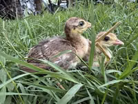 Guinea fowl — الصورة 1