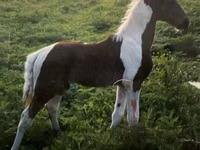 حصان, Tennessee Walking Horse — الصورة 4