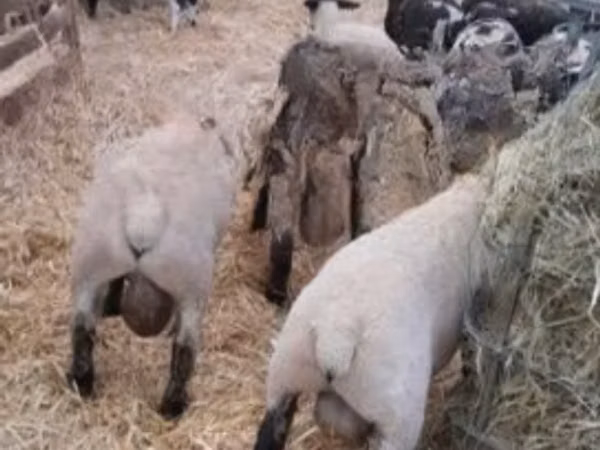 Widder, White Suffolk sheep