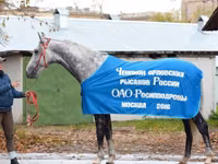 Horse (M), Orlov Trotter — photo 2